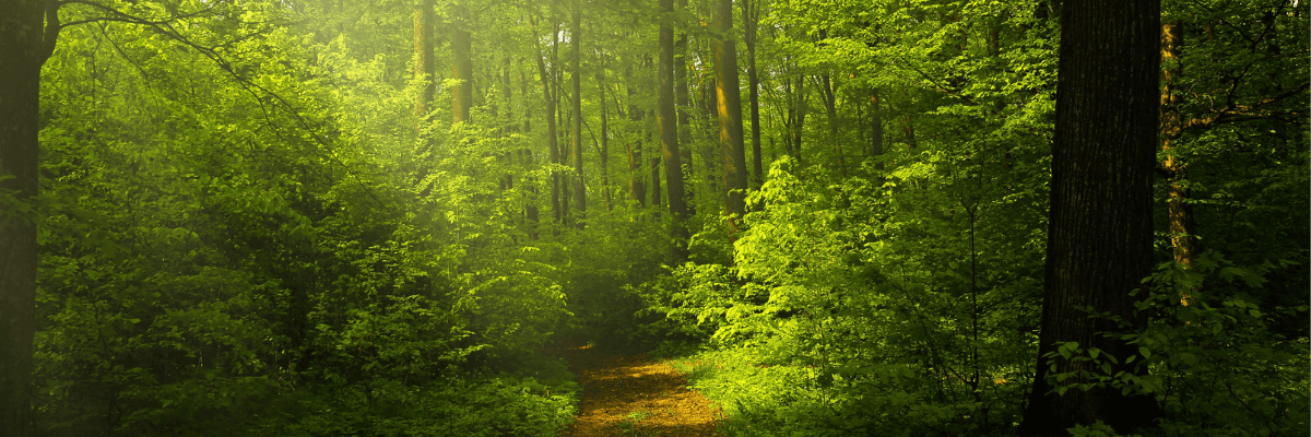 Therapist Seattle | Forest